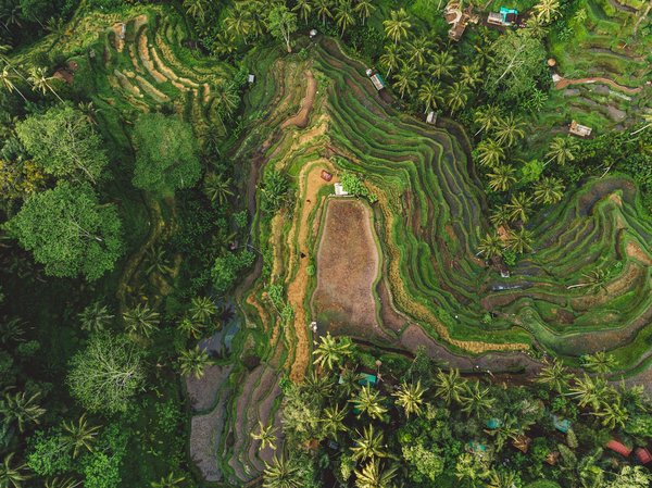 Comment organiser une visite des rizières en terrasses de Bali, Indonésie : itinéraires et conseils ?