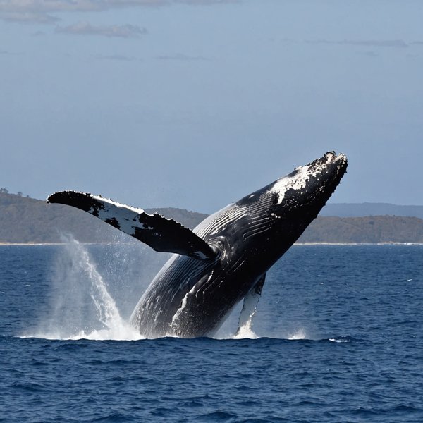Quels sont les meilleurs spots pour observer les baleines à bosse en Australie ?